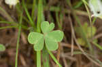 Slender yellow woodsorrel